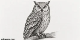 7 Steps on How to Draw an Owl with Realism