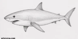How to Draw a Great White Shark – Step By Step