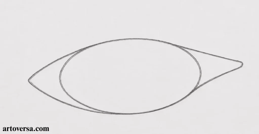  Draw the Main Body of the Shark