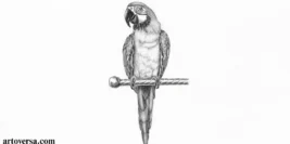 The Definitive Tutorial for Drawing a Parrot
