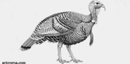 How to Draw a Realistic Turkey: Step-by-Step Guide for Beginners and Artists 