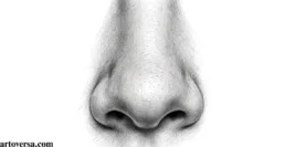 Easy Nose Drawing Tutorial: Master the Front View Step by Step