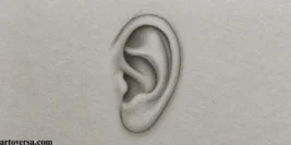 How to Draw an Ear From the Front Step by Step